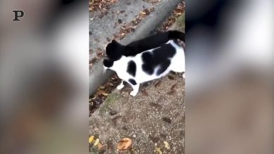 Gatti coccoloni inseparabili, camminano insieme uno a fianco all’altro | video