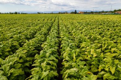 Filiera del tabacco, un investimento fino a 100 milioni di euro per il 2021