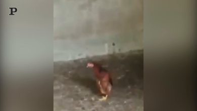 C’è un impostore tra noi! La gallina si atteggia come un’oca | video