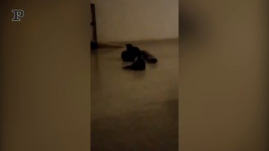 Rissa in corso tra l’indifferenza dei passanti | video