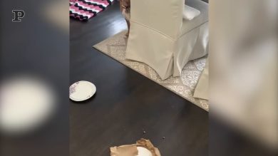 Un cane colpevole davvero pentito | video