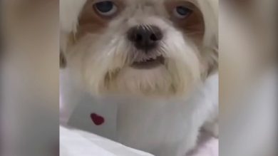 Il cane dall’espressione esilarante | video