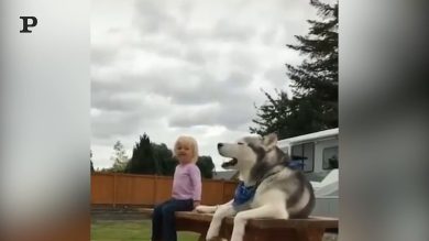 Chi urla più forte? Gara tra una bimba e un husky | video