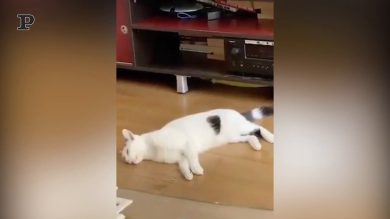 Il gatto dal sonno pesantissimo: fa un incubo e cade… ma continua a dormire | video