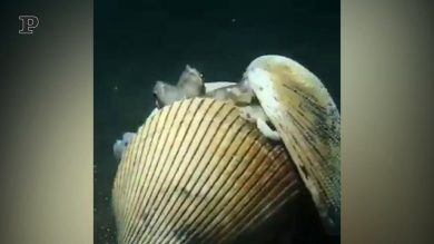 Questo polpo si difende con le conchiglie