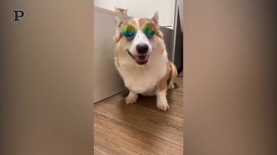 L’adorabile corgi con gli occhiali da sole