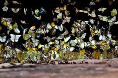 Farfalle, la piccola bellezza