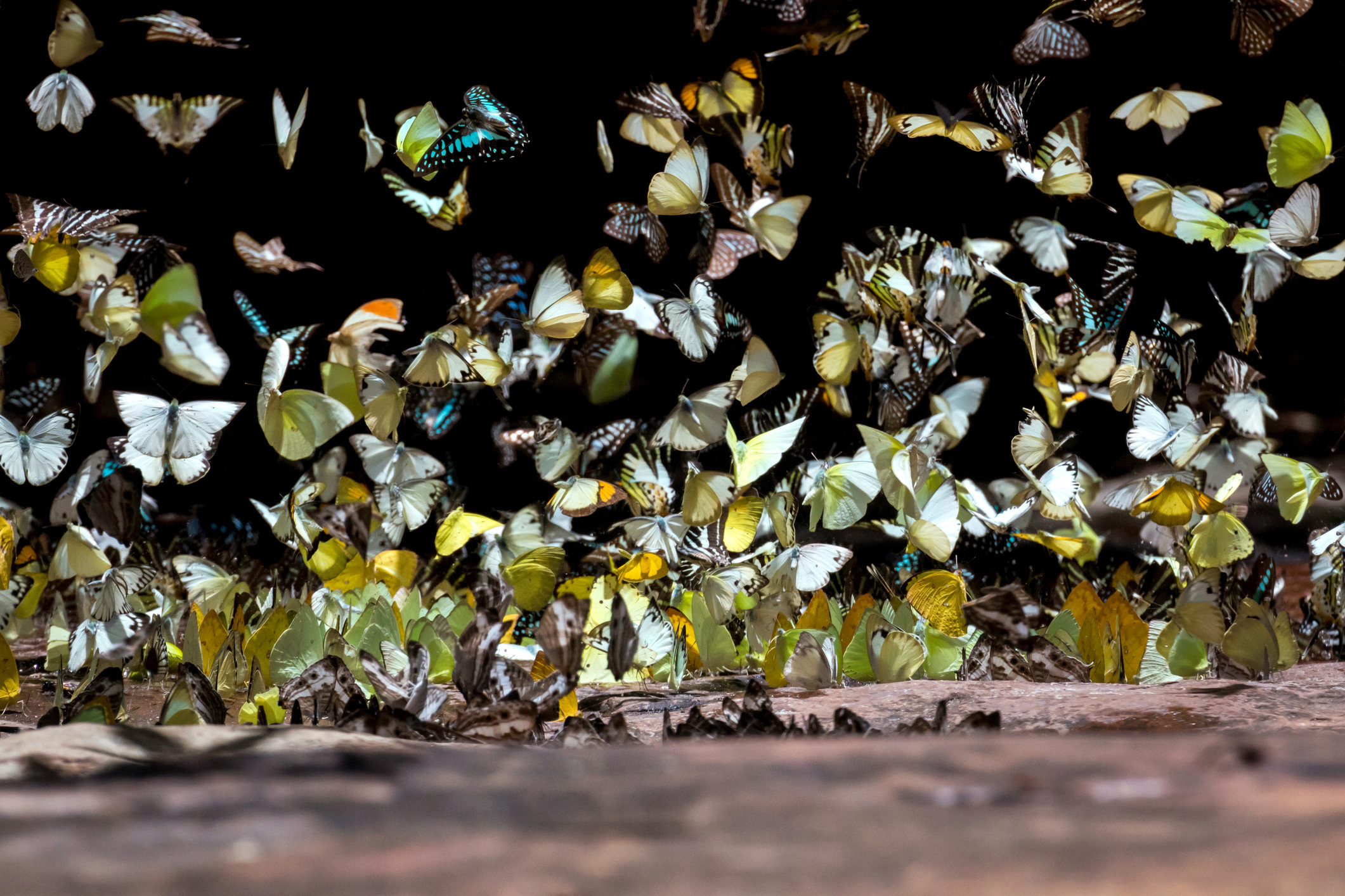 Farfalle, la piccola bellezza