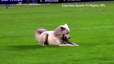 Bolivia, calciatore derubato da un ladro a quattro zampe | video