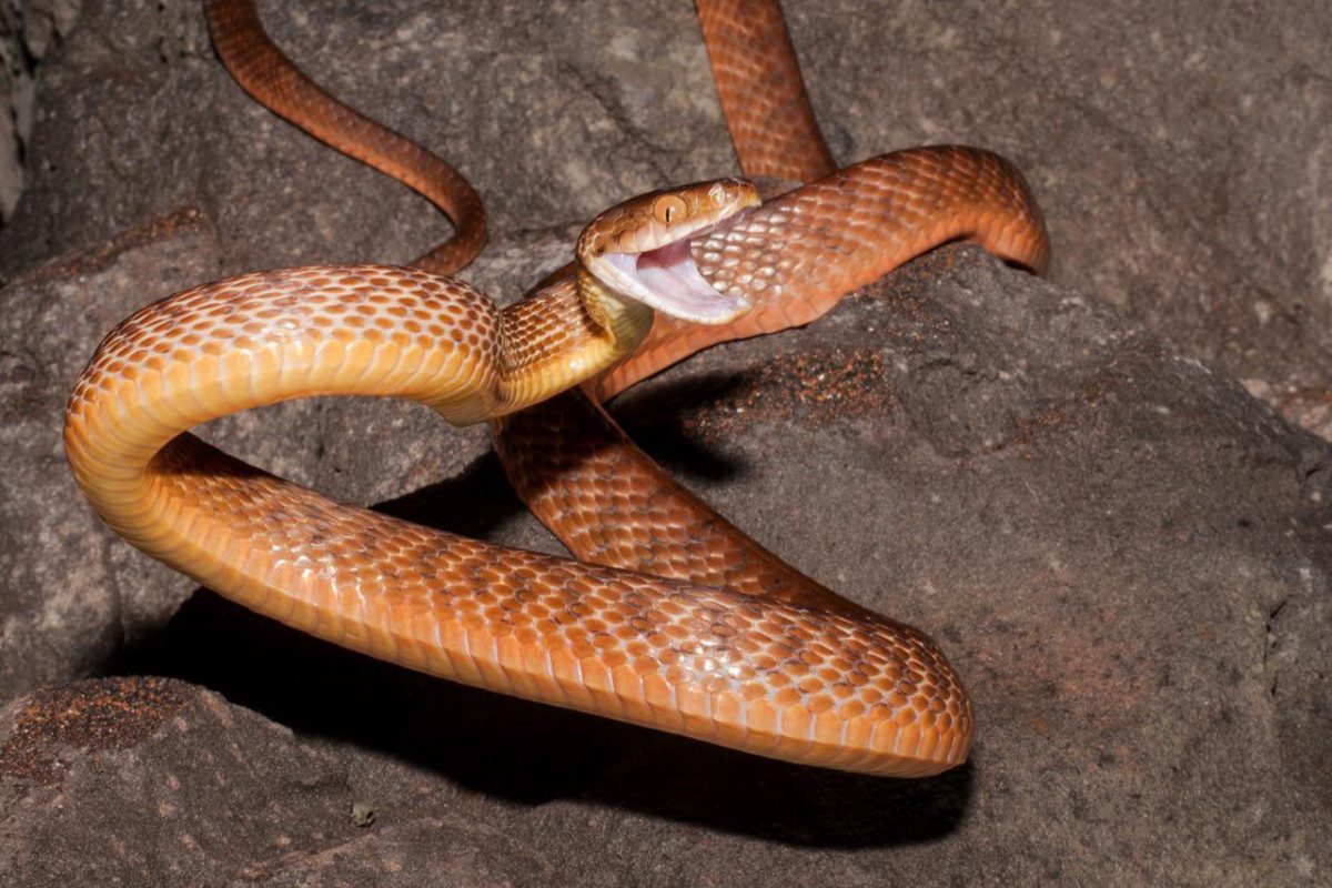 Galleria foto 'L’invasione degli animali alieni' - foto 3