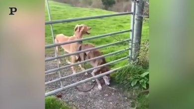 Cane volante usa la coda come la pala di un elicottero | video