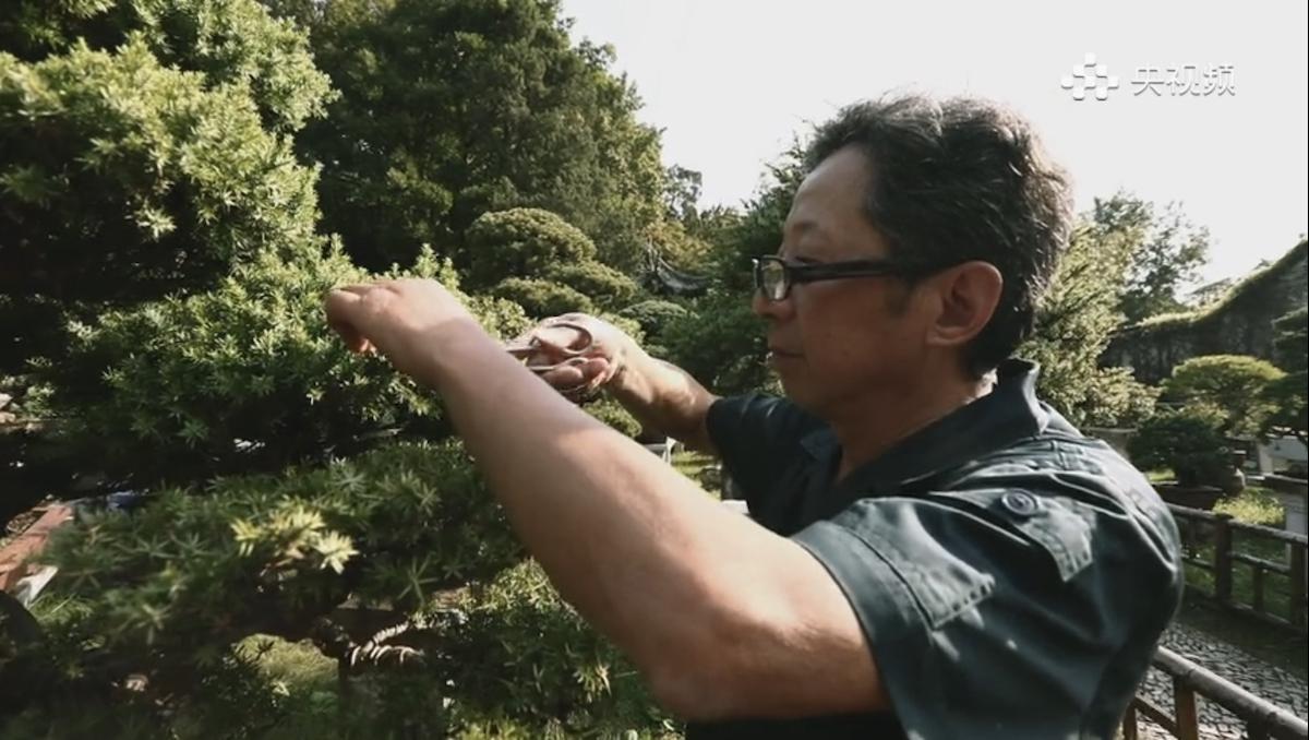 Rui Liangyuan: il mondo in un bonsai Rui Liangyuan: il mondo in un bonsai