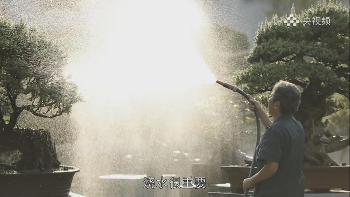 Rui Liangyuan: il mondo in un bonsai Rui Liangyuan: il mondo in un bonsai