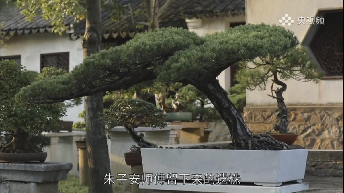 Rui Liangyuan: il mondo in un bonsai Rui Liangyuan: il mondo in un bonsai