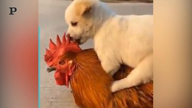Cucciolo di cane a cavallo di un gallo | video