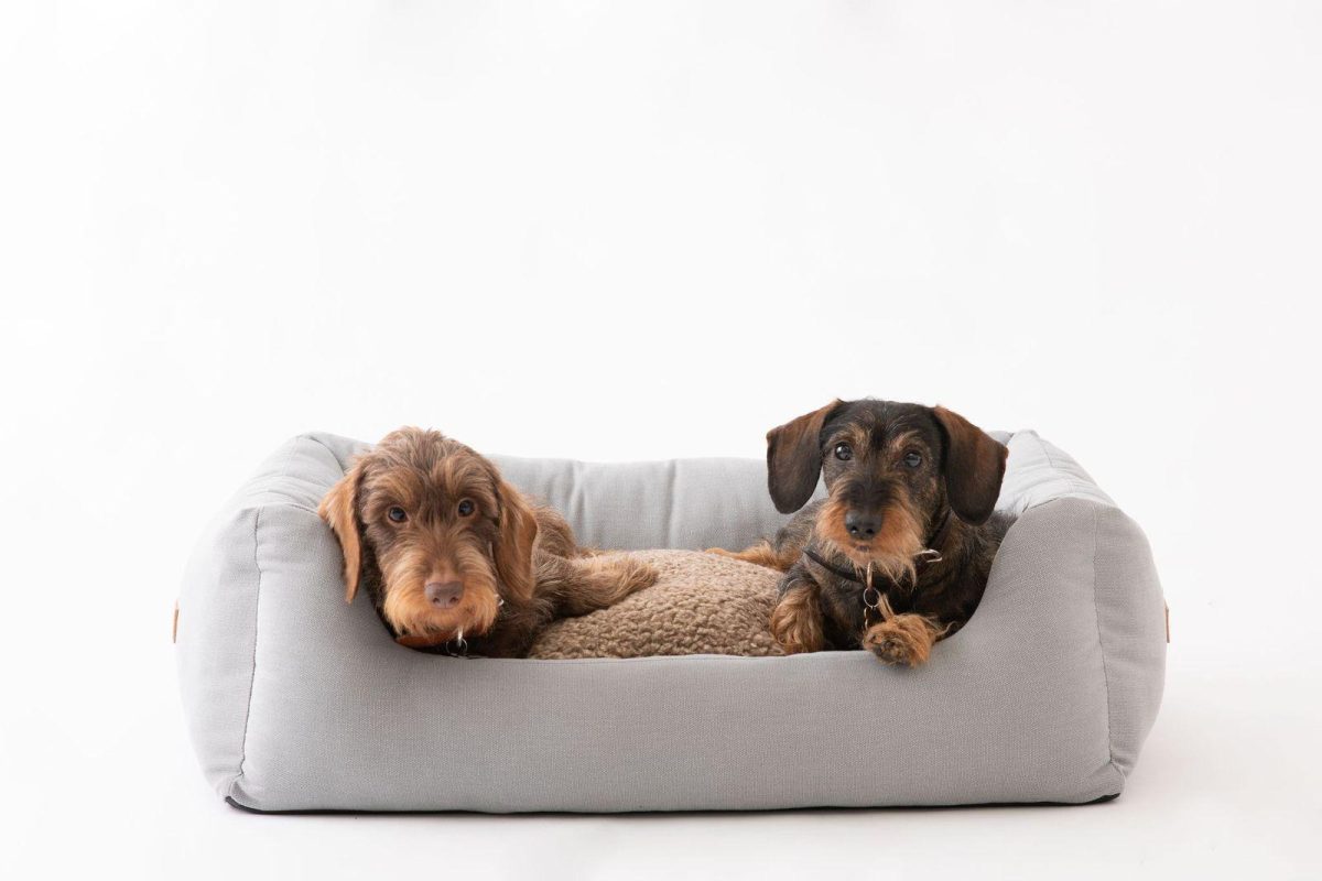 Galleria foto 'Natale gourmet per Fido' - foto 10