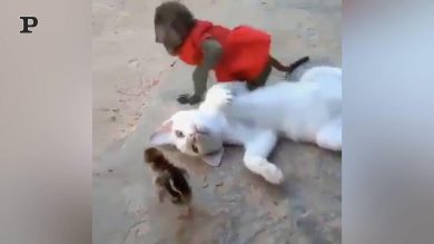 Un trio di animali del tutto esilarante si coccola sulla spiaggia | video