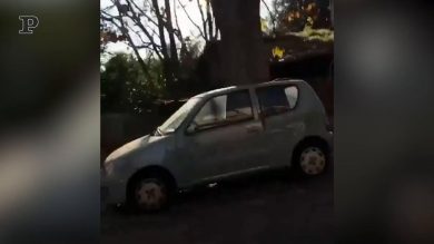 Un lama e un toro a passeggio per Roma | video