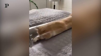 Il gatto dal potere che tutti vorrebbero: dimagrire a comando | video