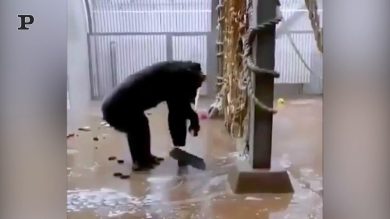 Scimmia alle prese con le pulizie di primavera…a dicembre | video