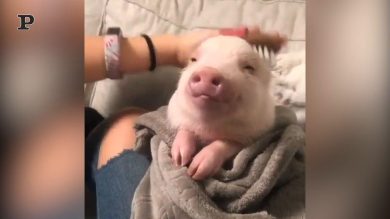 Maialino domestico si gode la spa a casa | video