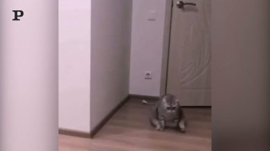 Quando sei stanco di camminare su 4 zampe e allora diventi bipede | video