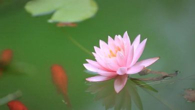 Visita virtuale ai Giardini di Suzhou​