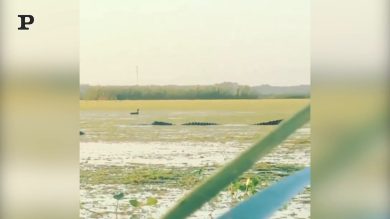 Alligatore gigante divora un’anatra in un solo boccone | video