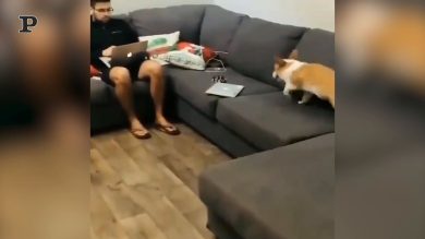 Cane vivacissimo corre su e giù dal divano | video