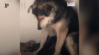Fare i genitori è un duro lavoro, anche per i cani | video