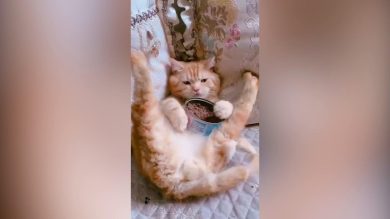 Gatto si gode il pranzo sul divano | video
