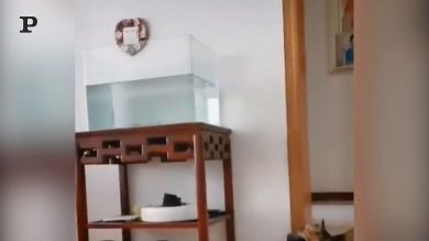 Il gatto vuole cacciare il pesce… ma finisce in acqua spaventato | video