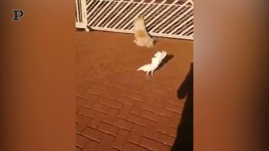 Pappagallo da guardia difende il suo territorio | video