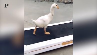 Il moonwalk dell’oca è perfetto | video