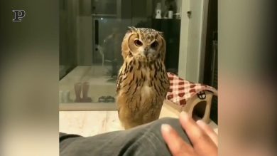 Gufo balla muovendo la testa a ritmo | video