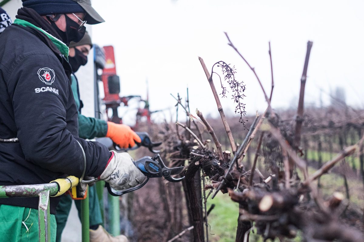 Galleria foto 'Benvenuti a Ca’ Tron, dove si coltiva il futuro' - foto 11