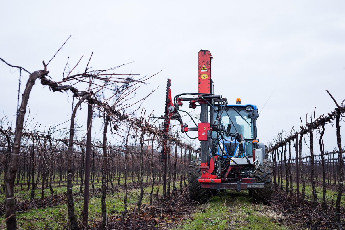 Galleria foto 'Benvenuti a Ca’ Tron, dove si coltiva il futuro' - foto 10