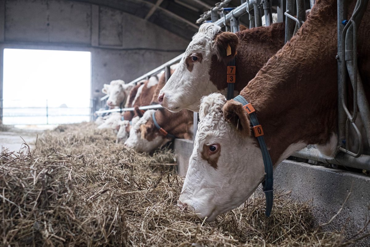 Galleria foto 'Benvenuti a Ca’ Tron, dove si coltiva il futuro' - foto 9