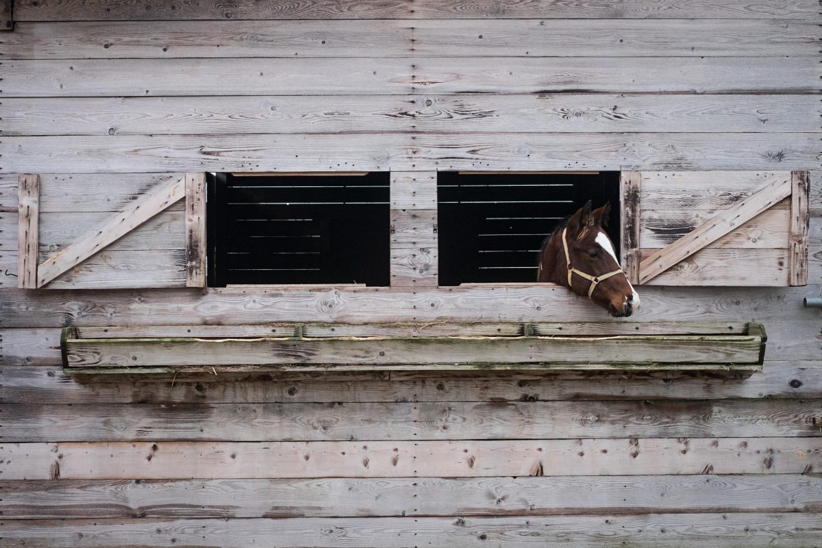 Galleria foto 'Benvenuti a Ca’ Tron, dove si coltiva il futuro' - foto 8