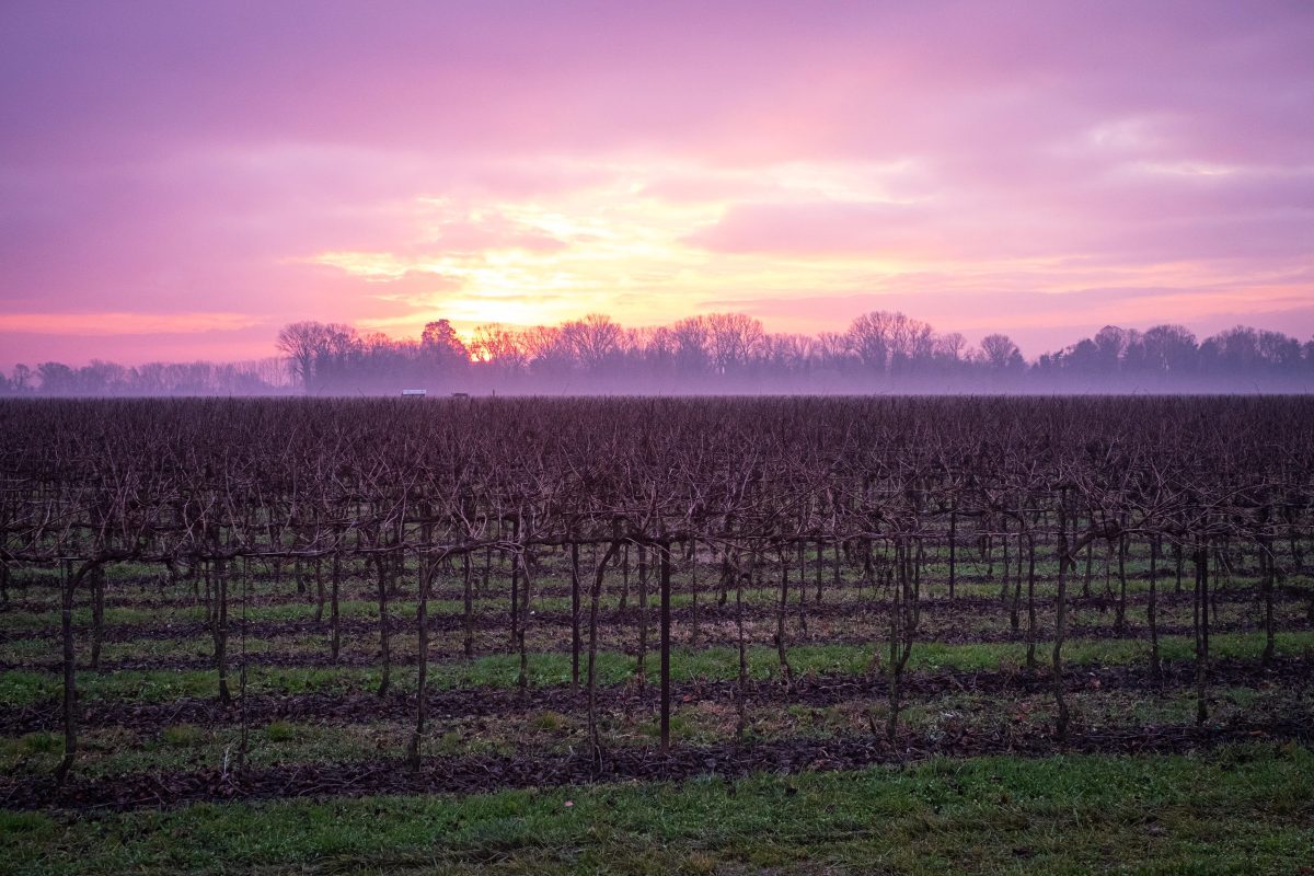 Galleria foto 'Benvenuti a Ca’ Tron, dove si coltiva il futuro' - foto 5