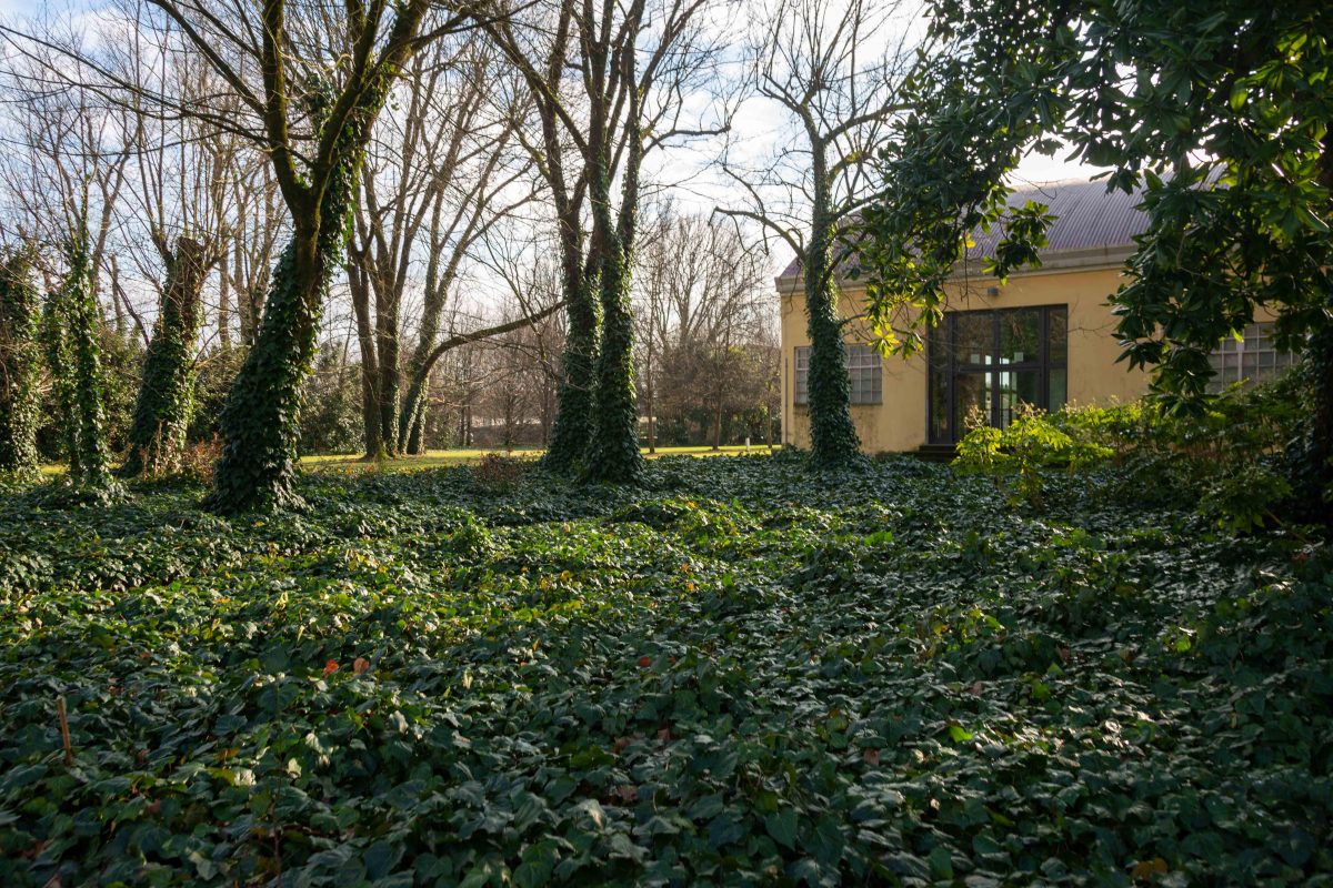 Galleria foto 'Benvenuti a Ca’ Tron, dove si coltiva il futuro' - foto 16