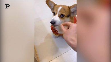 Mai scherzare con la pappa del cane | video