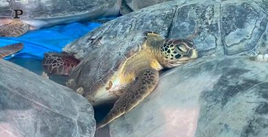 Texas, tartarughe salvate dal freddo | video