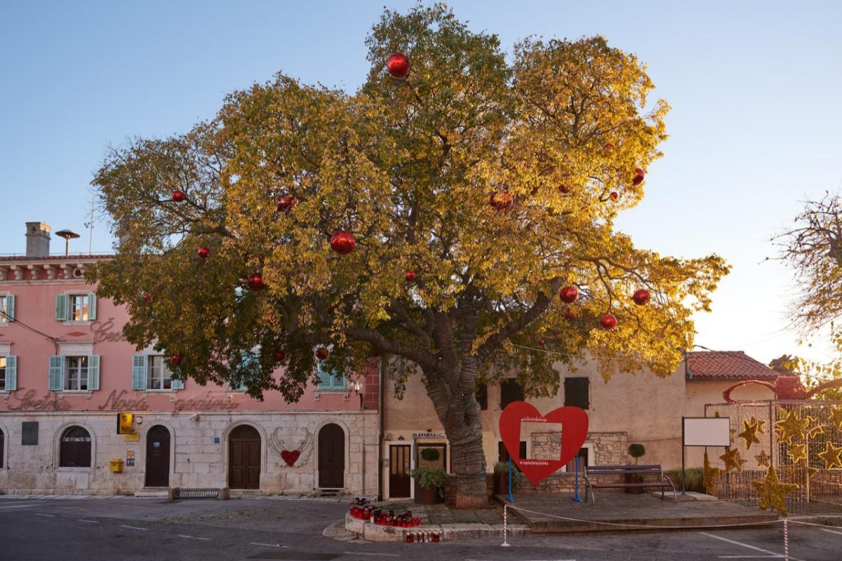 Galleria foto 'Italia in prima fila nel concorso albero dell’anno' - foto 12