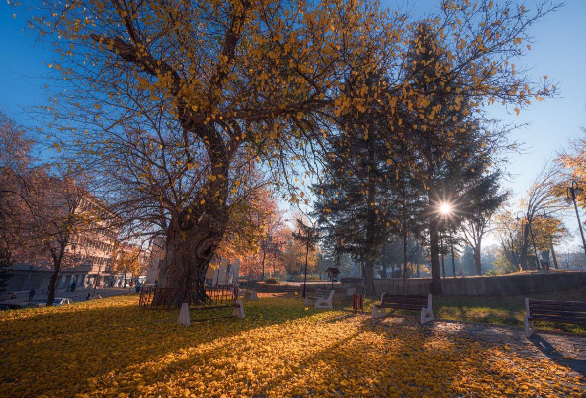 Galleria foto 'Italia in prima fila nel concorso albero dell’anno' - foto 11