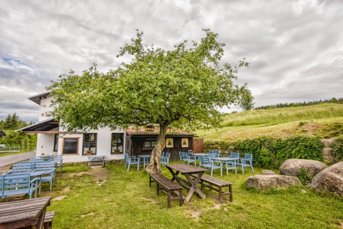 Galleria foto 'Italia in prima fila nel concorso albero dell’anno' - foto 10