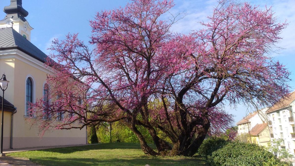 Galleria foto 'Italia in prima fila nel concorso albero dell’anno' - foto 9