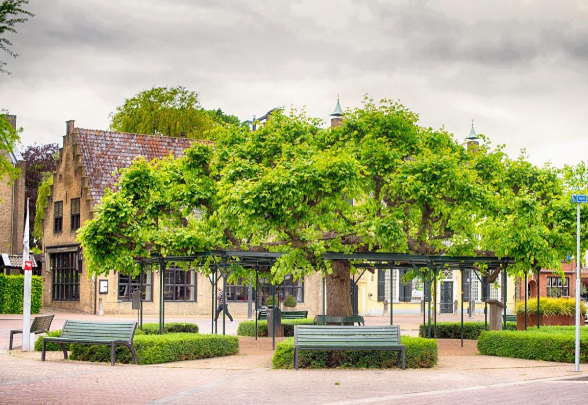 Galleria foto 'Italia in prima fila nel concorso albero dell’anno' - foto 7