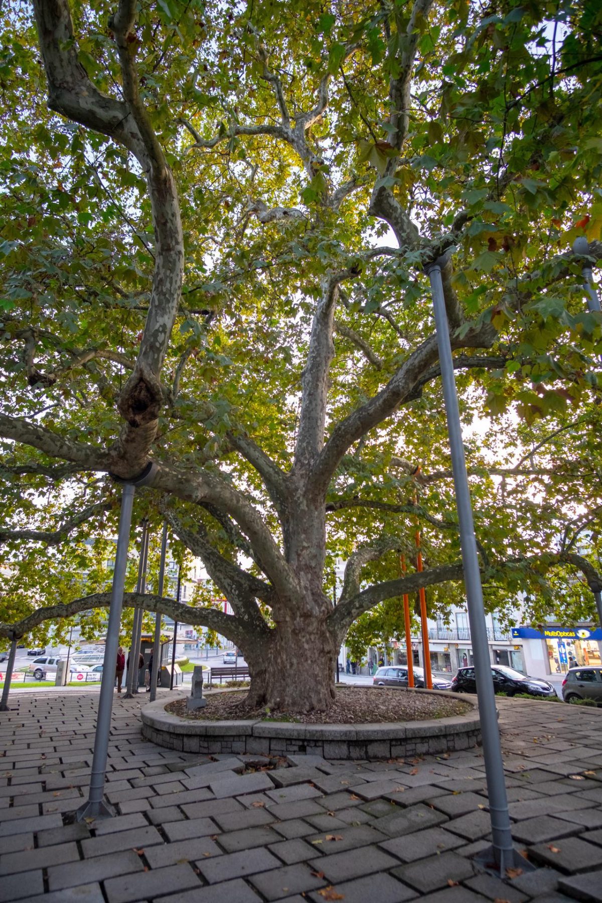 Galleria foto 'Italia in prima fila nel concorso albero dell’anno' - foto 6