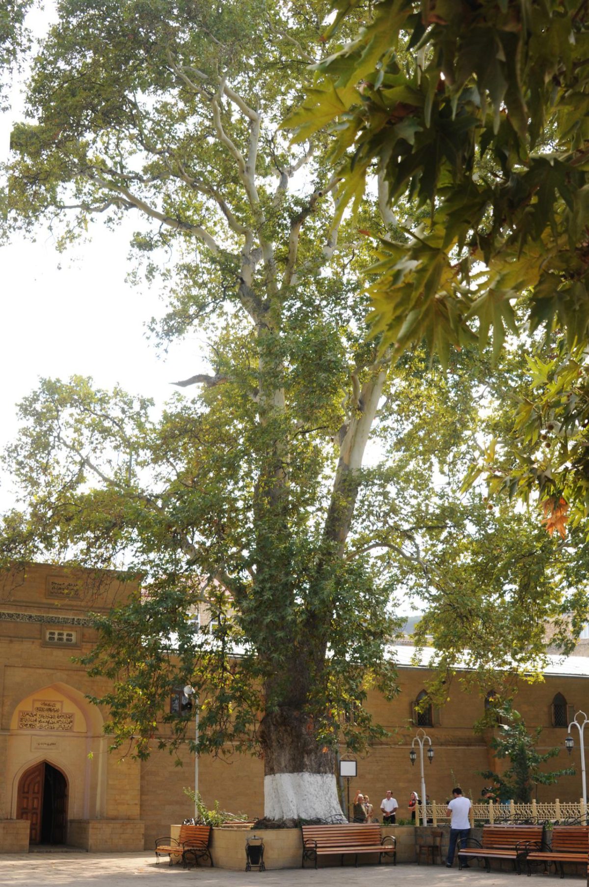 Galleria foto 'Italia in prima fila nel concorso albero dell’anno' - foto 4